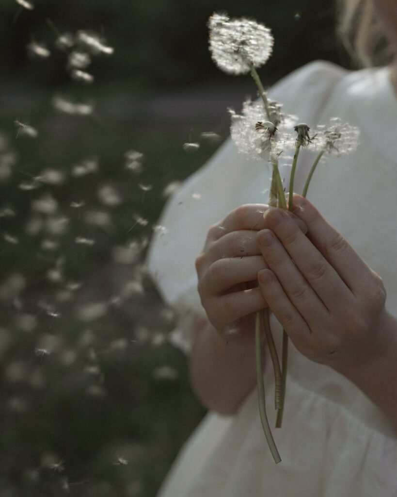 person holding white dandelions