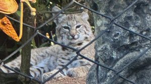 Bobcat cub