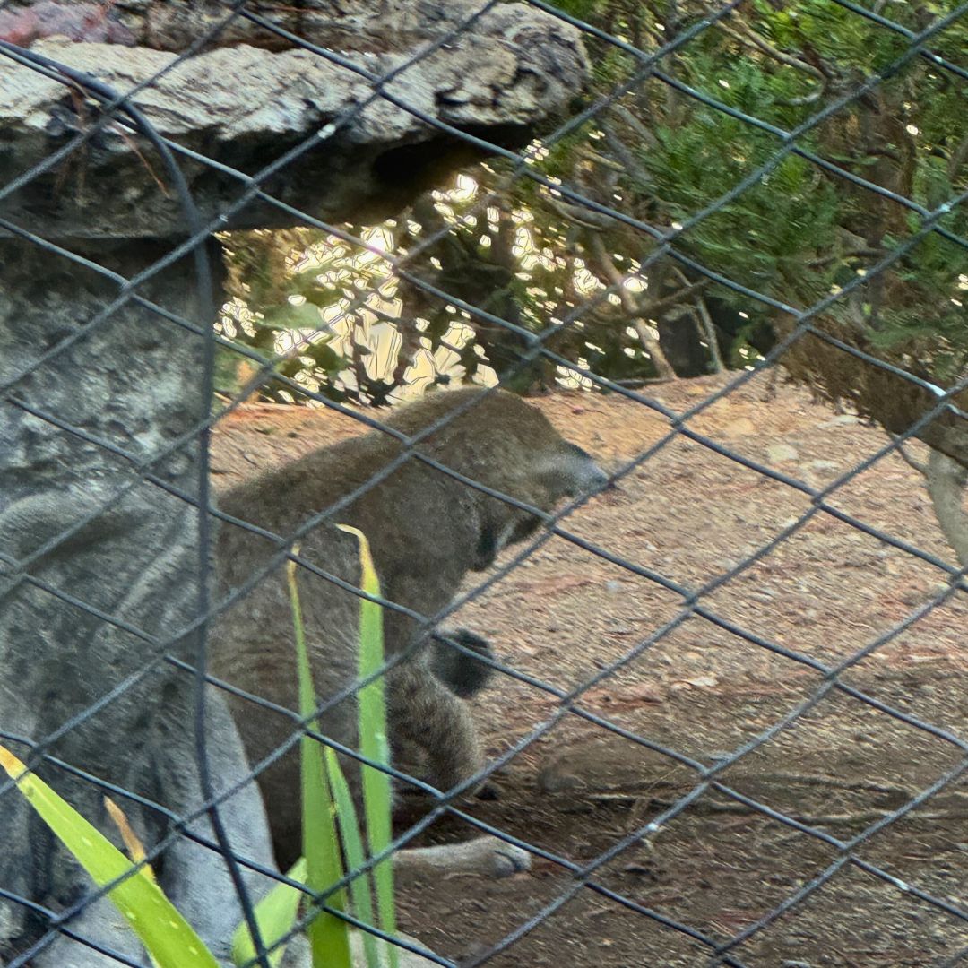 Bobcat cub at our house